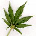 marijuana-umledu1