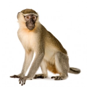 monkey monkey