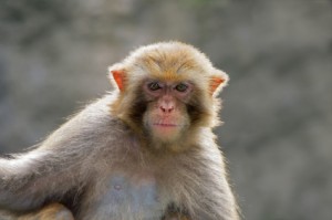 Rhesus macaque portrait