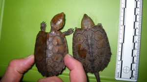 turtles u.s. attorney photos