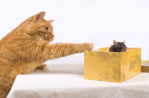iStock_000015765317XSmall