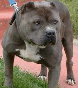 pitbull