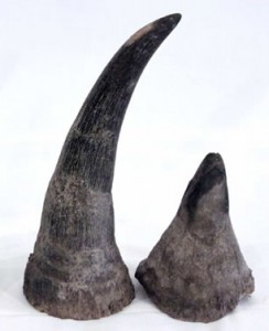 Rhino_horn_auction_Ireland