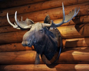 moose