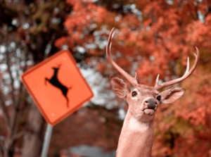 deercrossing