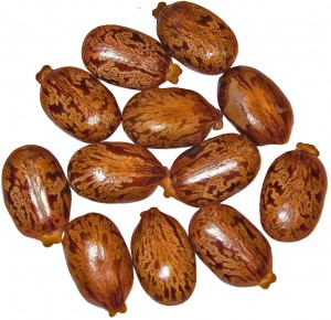 castor beans