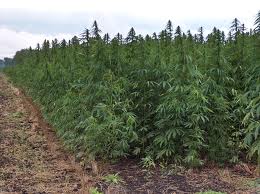 hemp