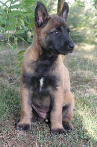 397px-Malinois_puppy