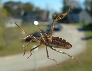 Western_conifer_seed_bug_Maine_2005