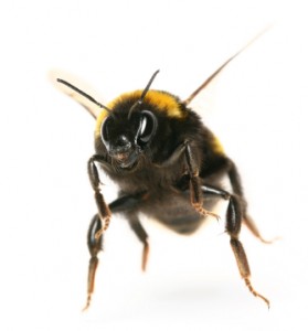 bee bee