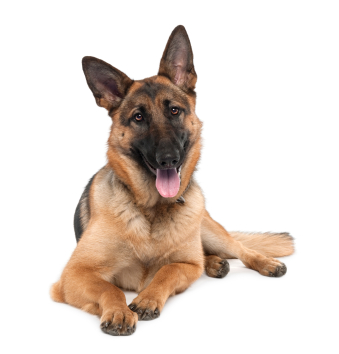 german shephard german shephard