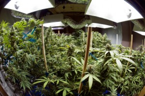pot