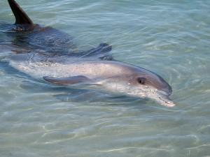 Bottlenose_Dolphin