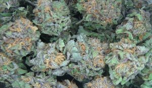 Photo of marijuana by Steve Neavling.